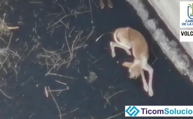 Abren un proceso penal contra el dueño de los podencos de La Palma